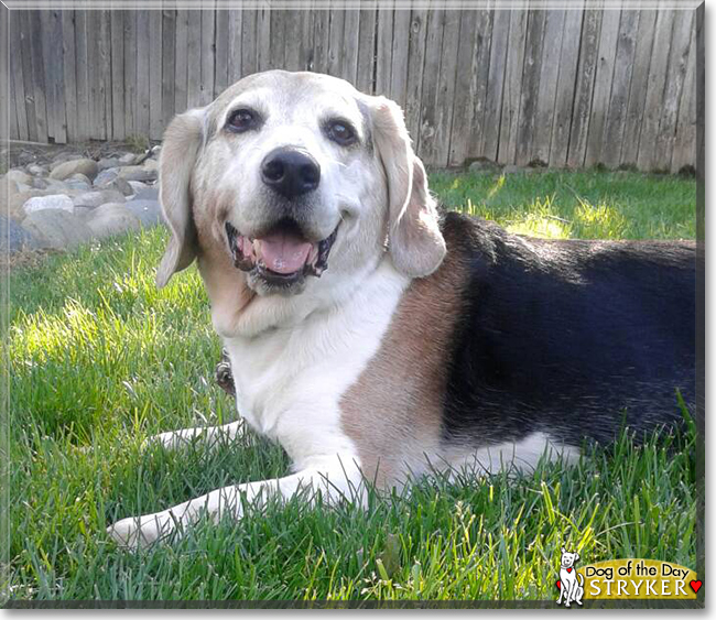 Stryker the Beagle, the Dog of the Day