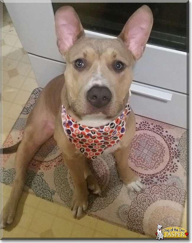 Jasper the American Pitbull Terrier, the Dog of the Day