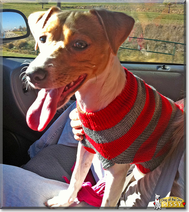 Sissy the Jack Russell, Silky Terrier mix, the Dog of the Day