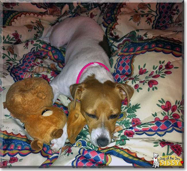 Sissy the Jack Russell, Silky Terrier mix, the Dog of the Day