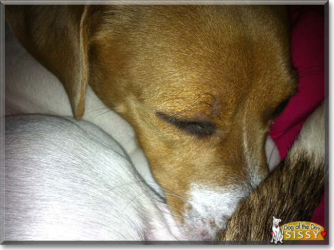 Sissy the Jack Russell, Silky Terrier mix, the Dog of the Day