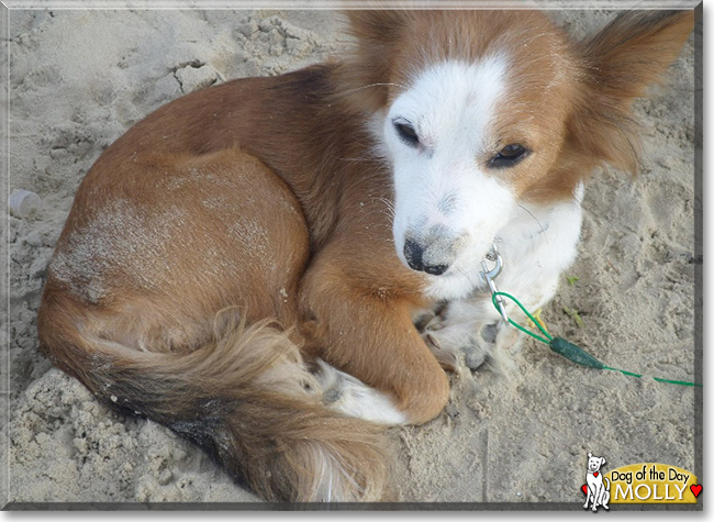 Molly the Dog, the Dog of the Day