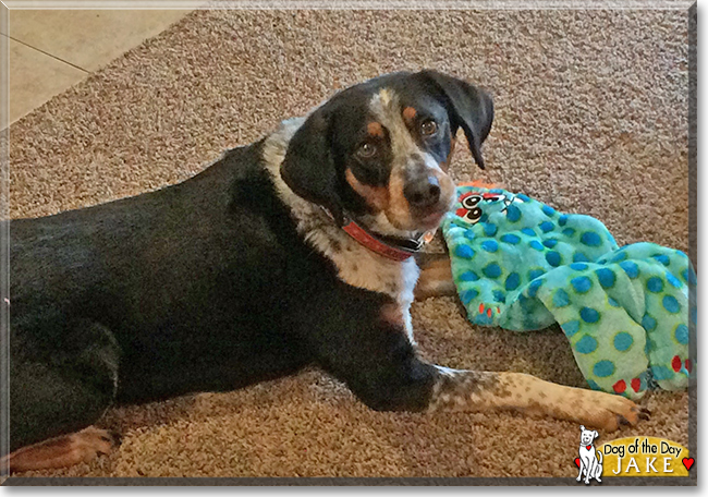 Jake the Hound Dog mix, the Dog of the Day