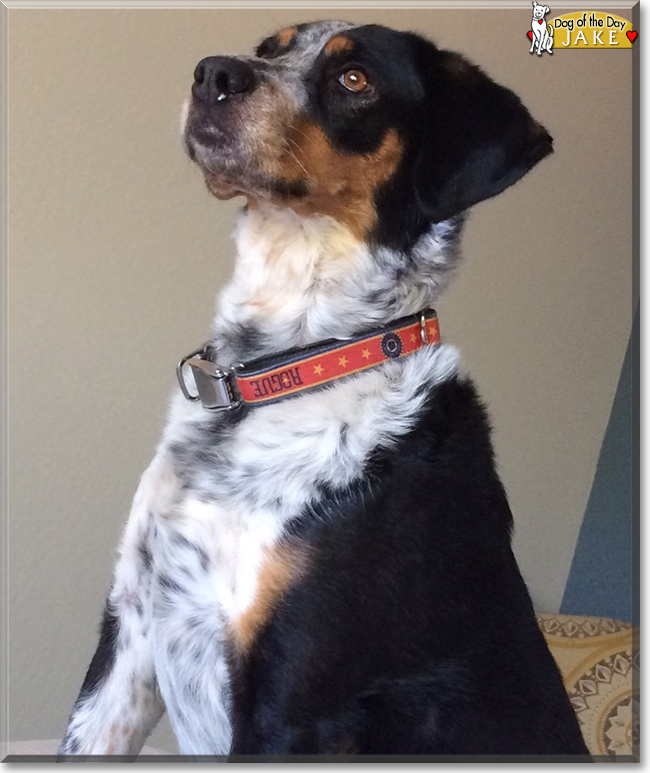 Jake the Hound Dog mix, the Dog of the Day