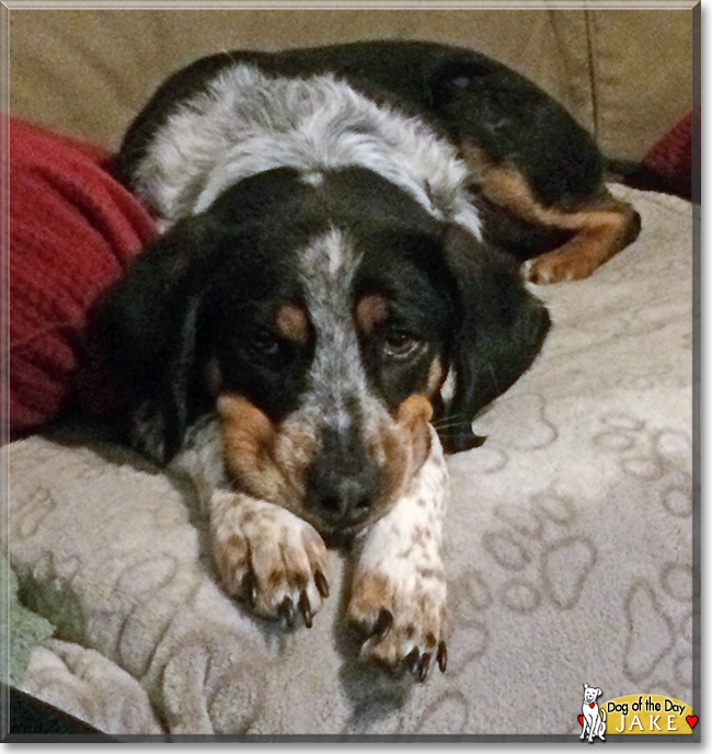 Jake the Hound Dog mix, the Dog of the Day