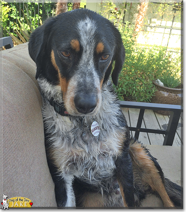 Jake the Hound Dog mix, the Dog of the Day