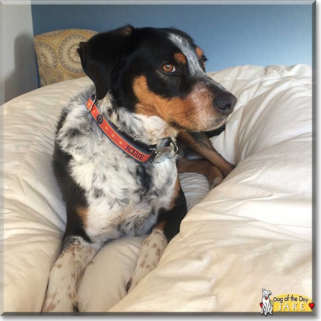 Jake the Hound Dog mix, the Dog of the Day