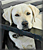 Bola the Labrador Retriever