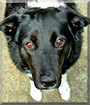 Amber the Labrador, Border Collie mix