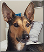 Patas the Podenco mix