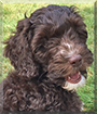 Sadie the Miniature Labradoodle