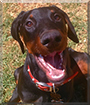 Sinister the Doberman Pinscher