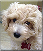 Nola the Bichon, Poodle mix