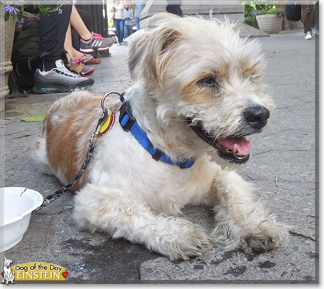 Einstein the Dog, the Dog of the Day