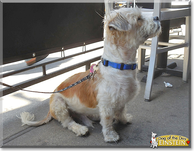 Einstein the Dog, the Dog of the Day