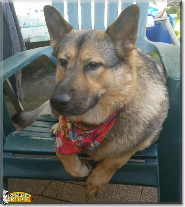 Ruby the German Shepherd, Husky mix, the Dog of the Day