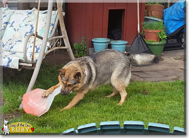 Ruby the German Shepherd, Husky mix, the Dog of the Day