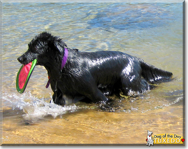 Tuxedo the Flatcoat Retriever/Border Collie, the Dog of the Day