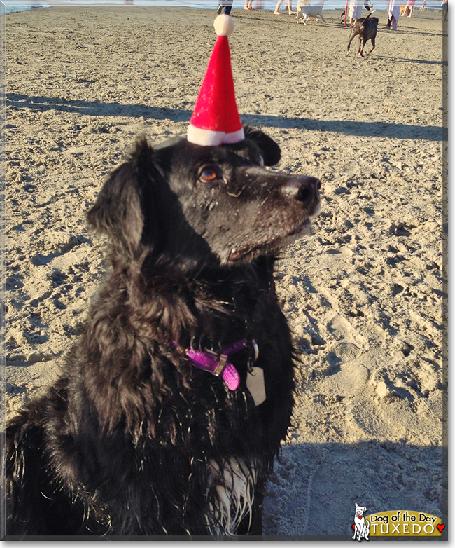 Tuxedo the Flatcoat Retriever/Border Collie, the Dog of the Day