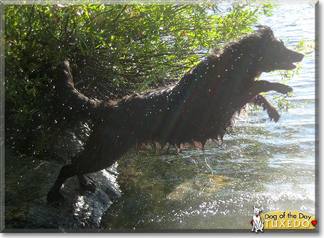 Tuxedo the Flatcoat Retriever/Border Collie, the Dog of the Day