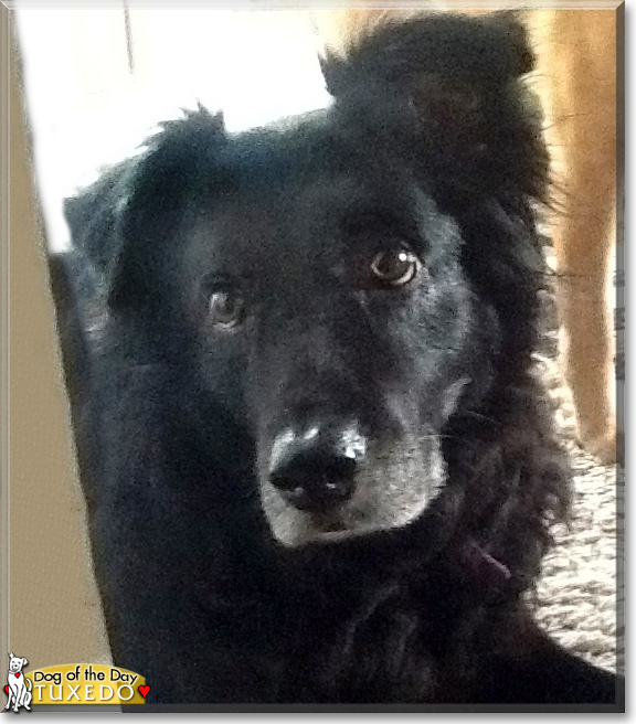 Tuxedo the Flatcoat Retriever/Border Collie, the Dog of the Day