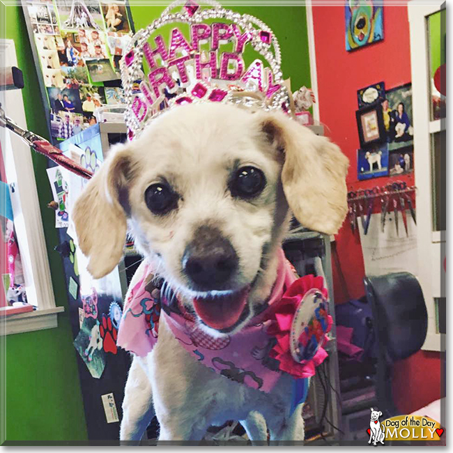 Molly the Whippet Mix, the Dog of the Day