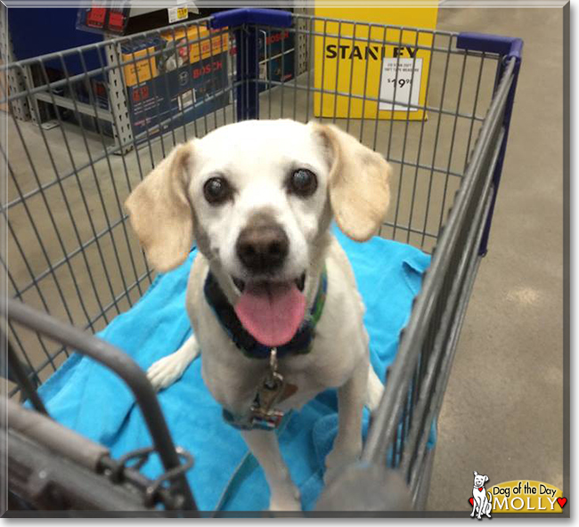 Molly the Whippet Mix, the Dog of the Day