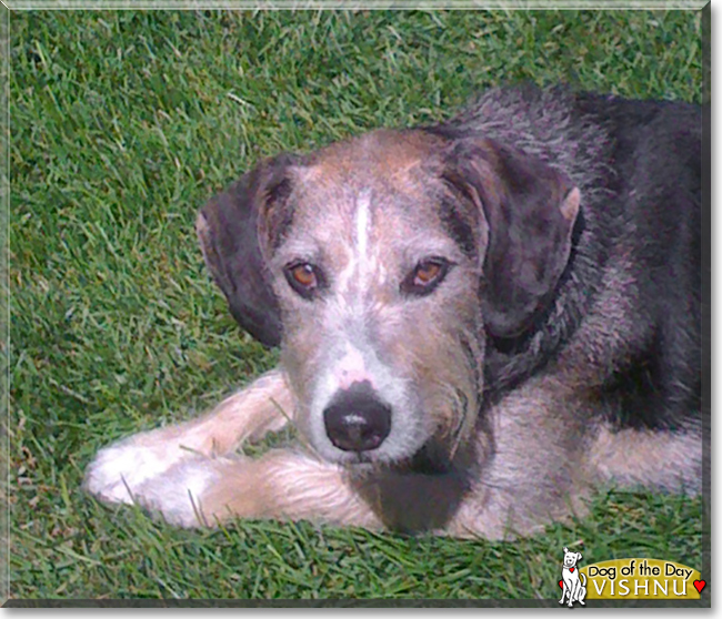 Vishnu the Beagle/Terrier mix, the Dog of the Day