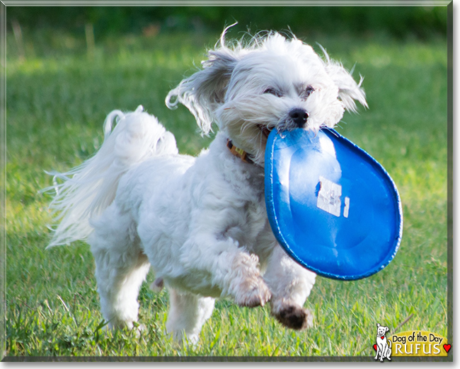 Rufus the Shih-Tzu/Coton de Tuléar, the Dog of the Day