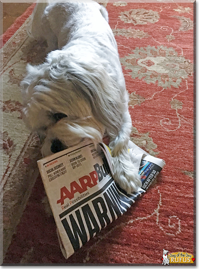 Rufus the Shih-Tzu/Coton de Tuléar, the Dog of the Day