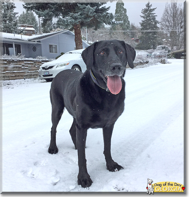 Georgia the Labrador Retriever, the Dog of the Day