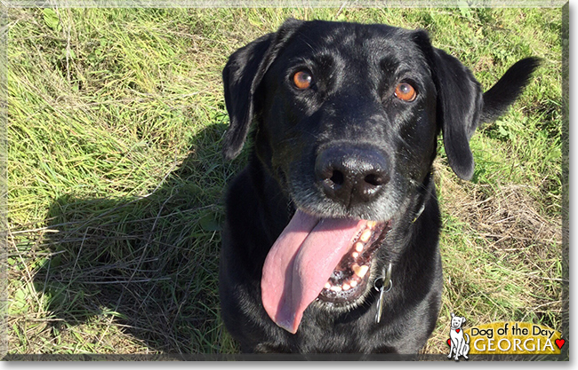 Georgia the Labrador Retriever, the Dog of the Day