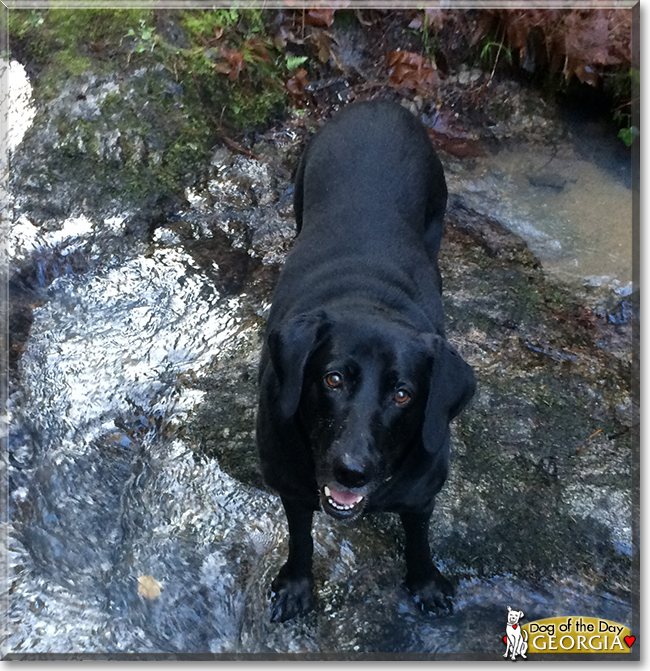 Georgia the Labrador Retriever, the Dog of the Day