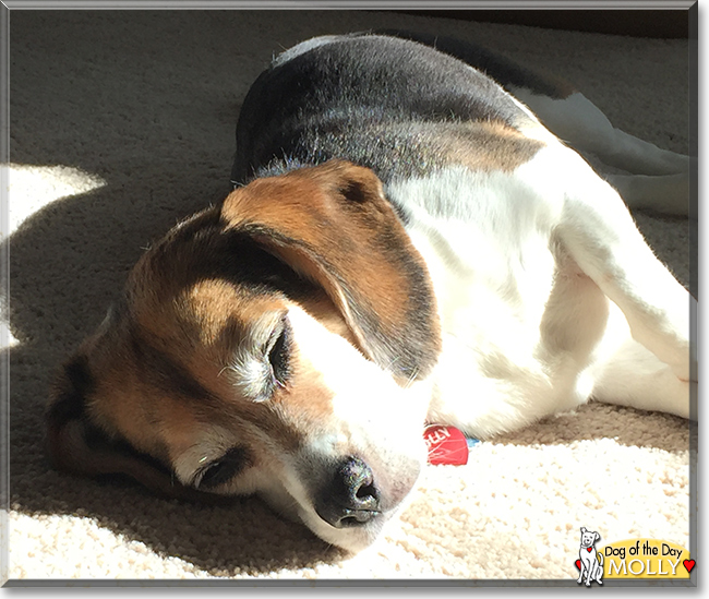 Molly the Beagle, the Dog of the Day