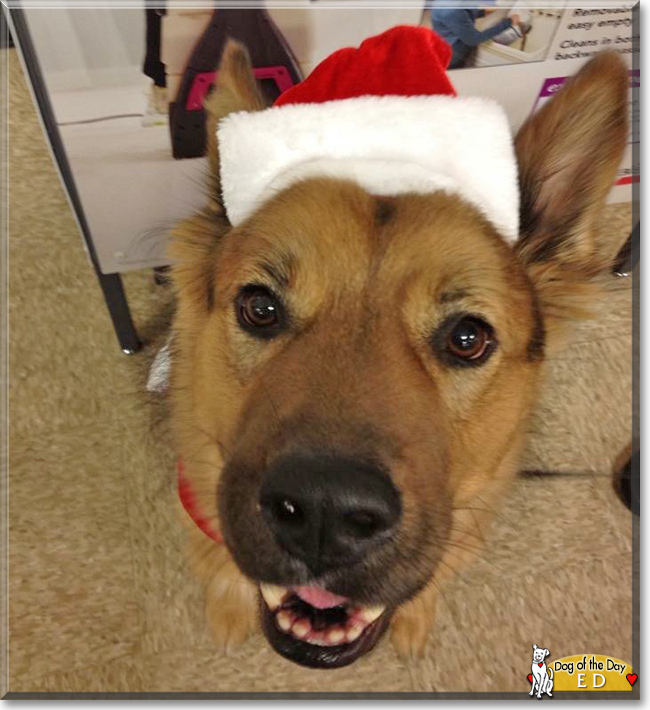 Ed the Australian Shepherd, Rottweiler, the Dog of the Day