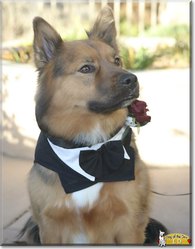 Ed the Australian Shepherd, Rottweiler, the Dog of the Day