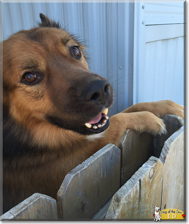 Ed the Australian Shepherd, Rottweiler, the Dog of the Day