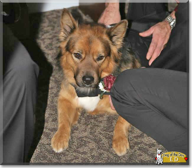 Ed the Australian Shepherd, Rottweiler, the Dog of the Day