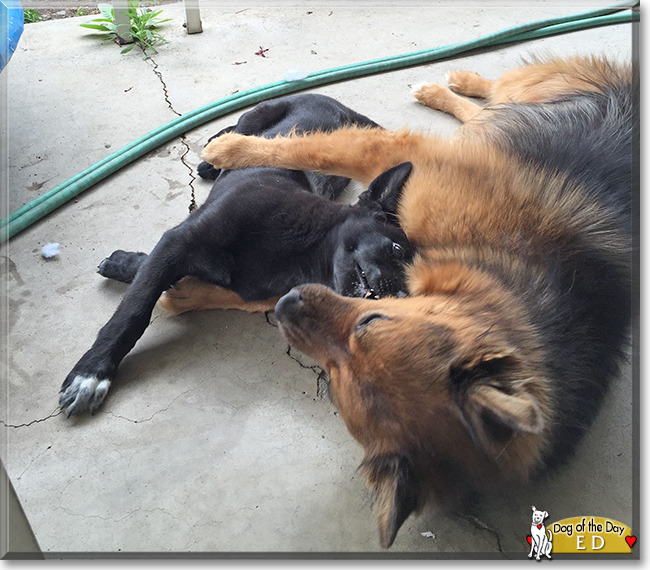 Ed the Australian Shepherd, Rottweiler, the Dog of the Day