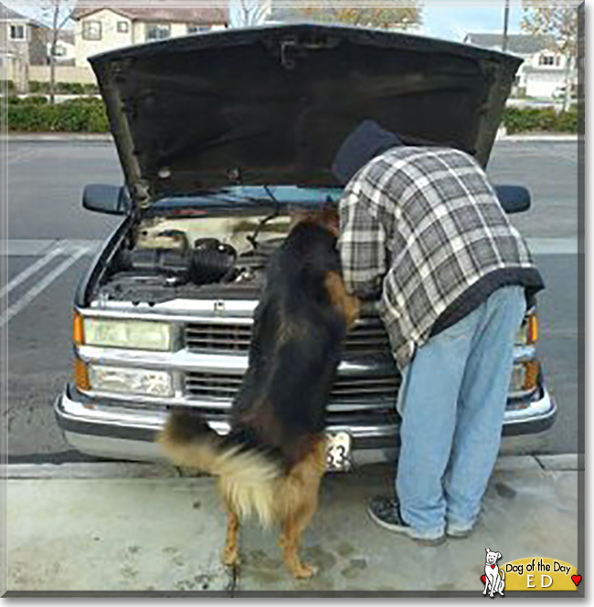 Ed the Australian Shepherd, Rottweiler, the Dog of the Day