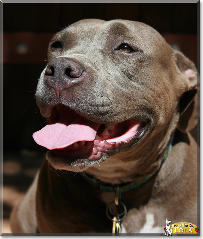 Lola the Pit bull Terrier, the Dog of the Day