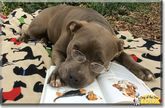 Lola the Pit bull Terrier, the Dog of the Day