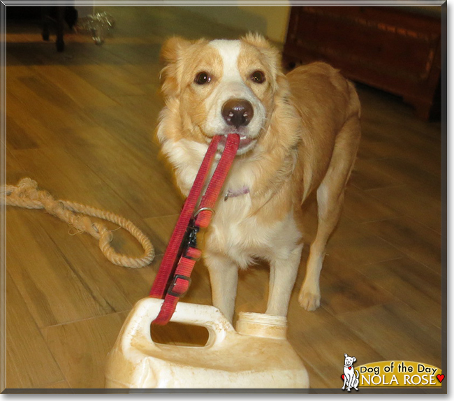 Nola Rose the Border Collie, the Dog of the Day