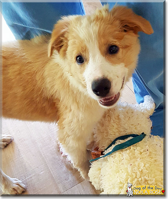 Nola Rose the Border Collie, the Dog of the Day