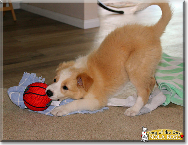 Nola Rose the Border Collie, the Dog of the Day