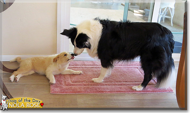 Nola Rose the Border Collie, the Dog of the Day