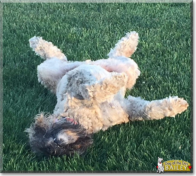 Bailey the Soft-Coated Wheaten Terrier, the Dog of the Day