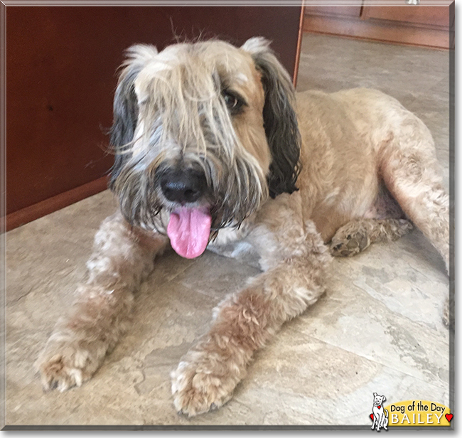 Bailey the Soft-Coated Wheaten Terrier, the Dog of the Day