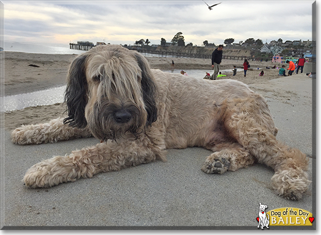 Bailey the Soft-Coated Wheaten Terrier, the Dog of the Day