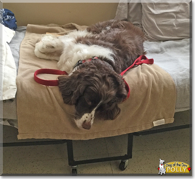 Polly the English Springer Spaniel, the Dog of the Day